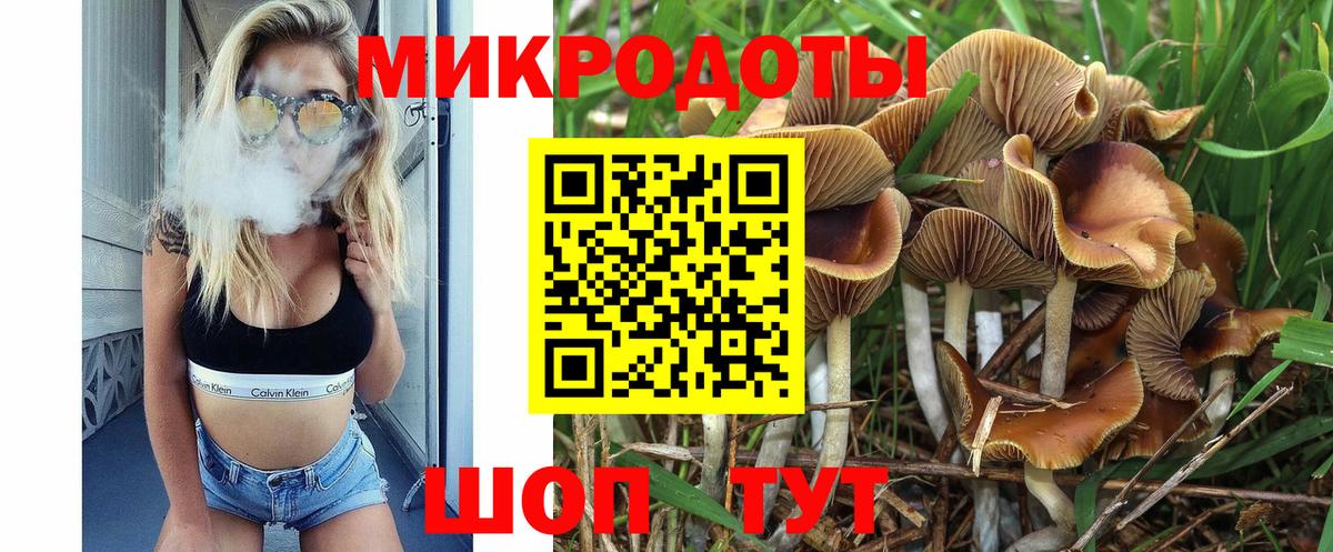 Псилоцибиновые грибы Cubensis Курчалой